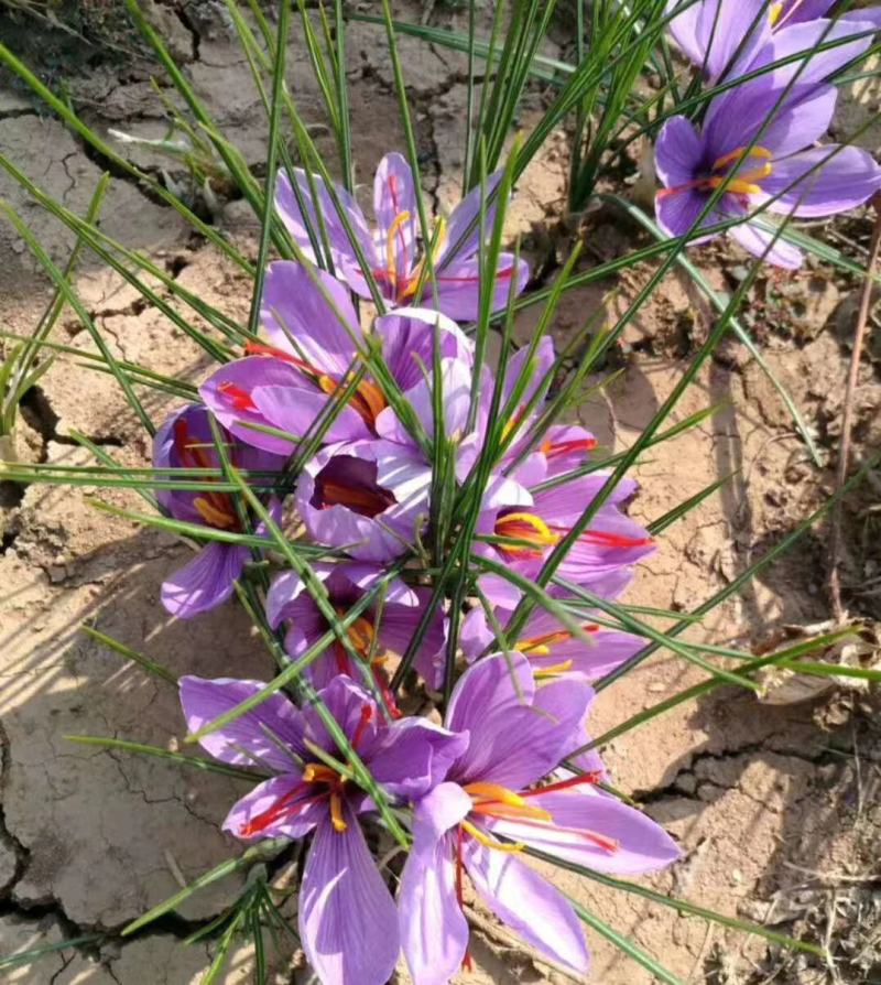 藏红花藏红花藏红花干净货