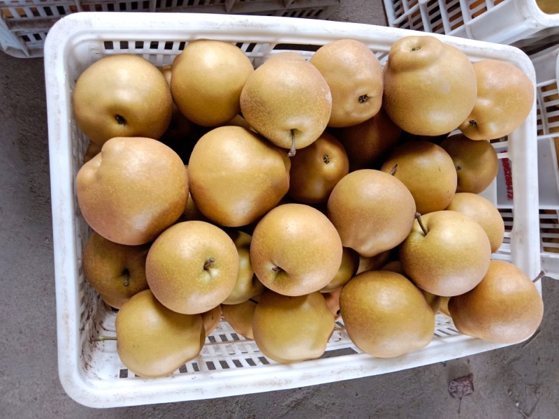 湖北省襄阳市宜城市黄花梨，口感脆甜，量大