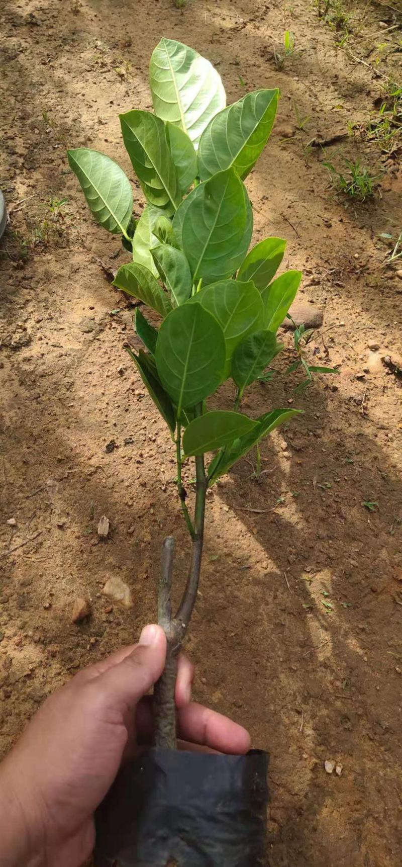 八号红肉菠萝蜜苗营养杯苗量大从优