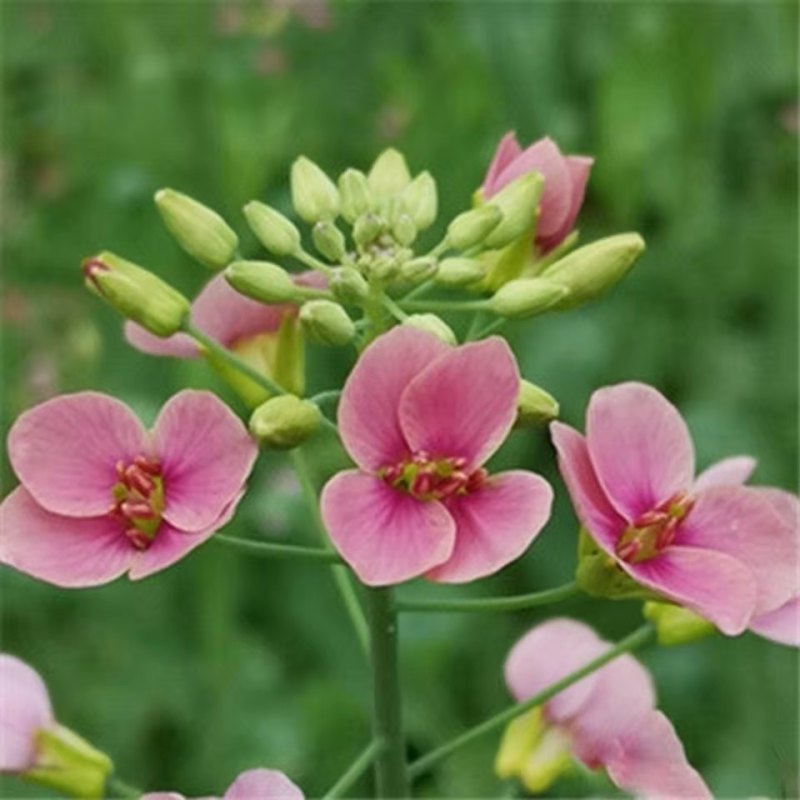 彩色油菜花种子七彩油菜籽耐寒室外庭院景观花海花草种籽高产