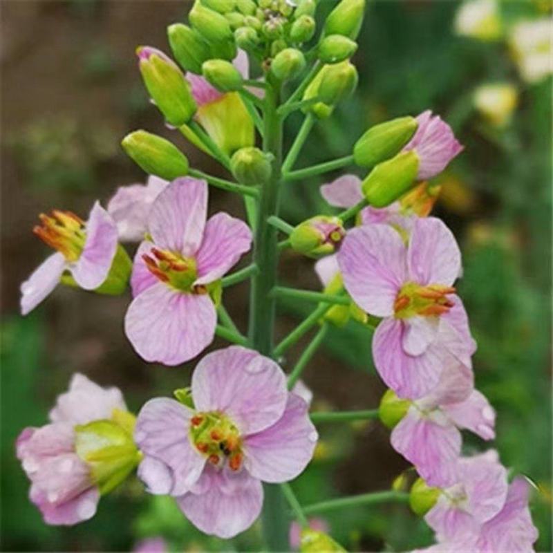 彩色油菜花种子七彩油菜籽耐寒室外庭院景观花海花草种籽高产