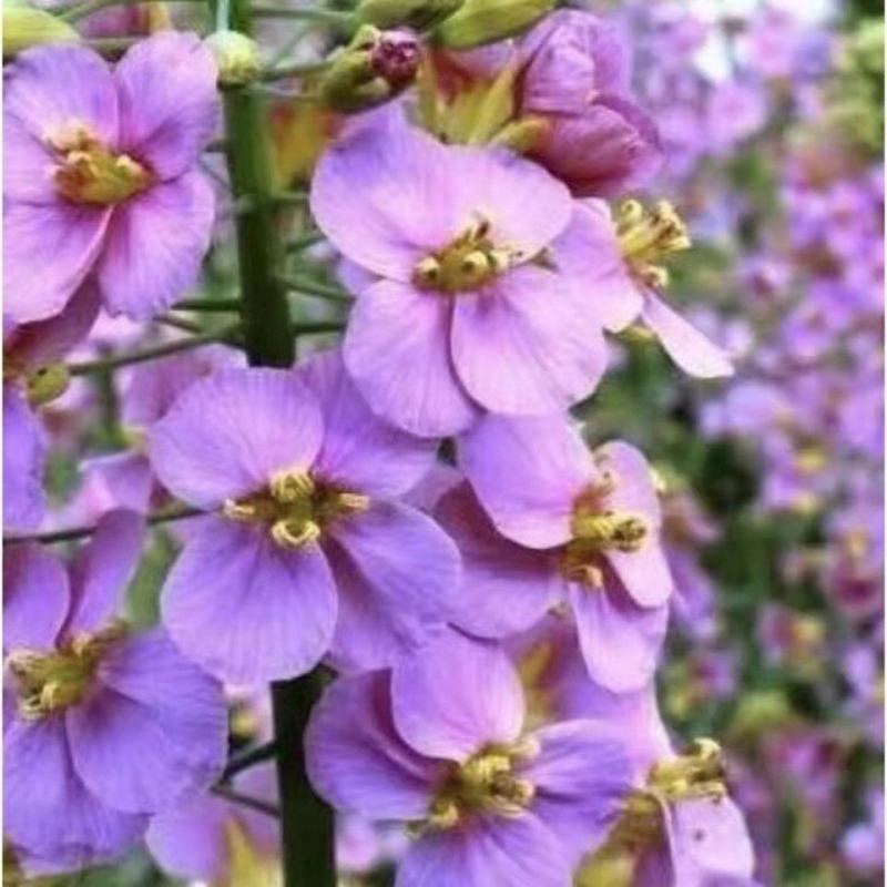 彩色油菜花种子七彩油菜籽耐寒室外庭院景观花海花草种籽高产