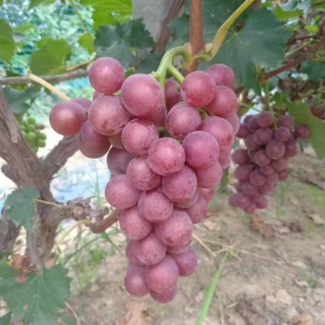 威县巨峰葡萄大量上市中
