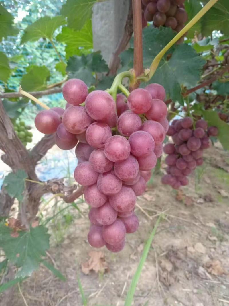 威县巨峰葡萄大量上市中