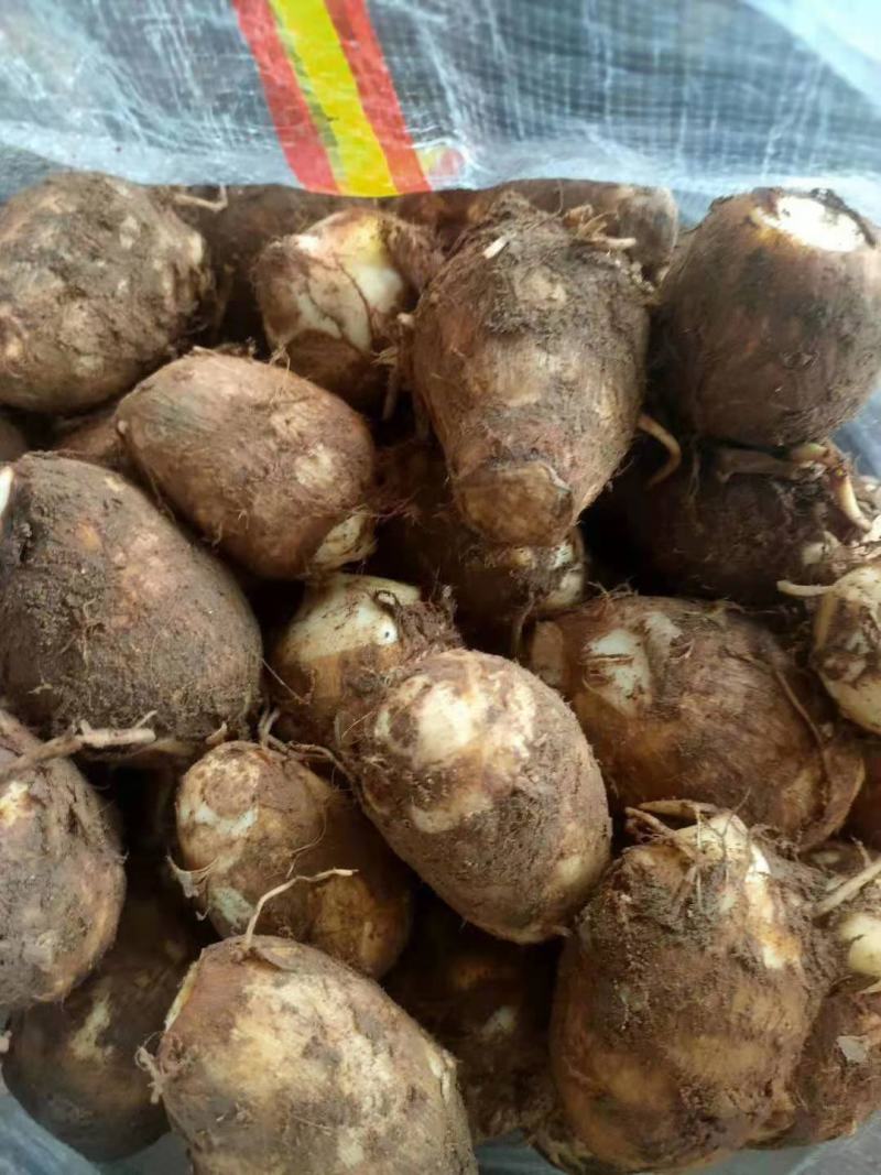 芋头香糯可口，个大饱满，耐运输，质量好，价格便宜