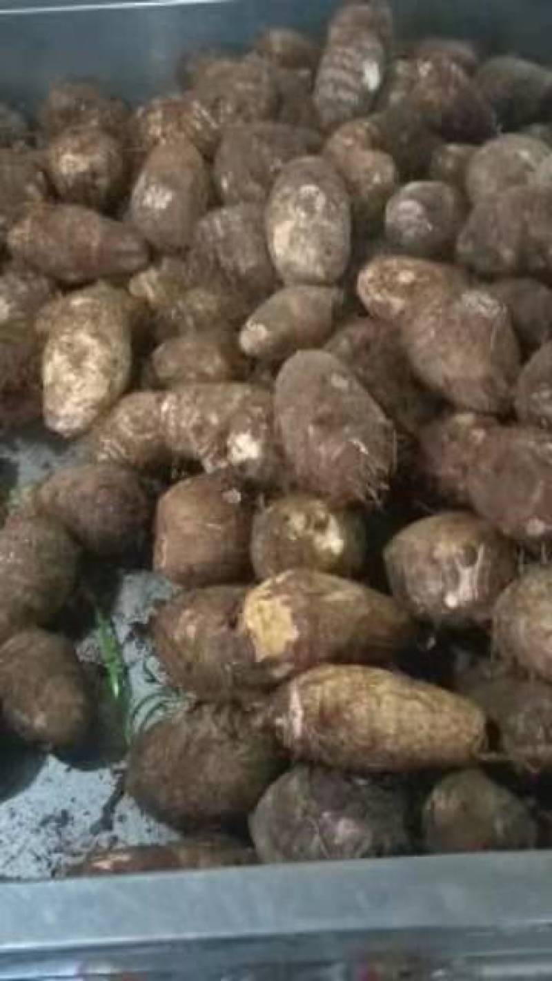 芋头香糯可口，个大饱满，耐运输，质量好，价格便宜