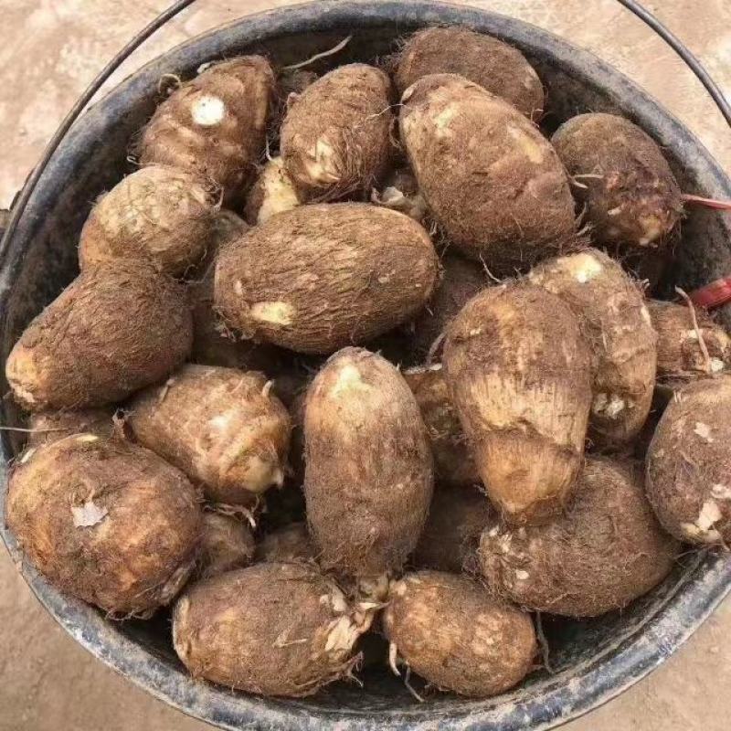 芋头香糯可口，个大饱满，耐运输，质量好，价格便宜