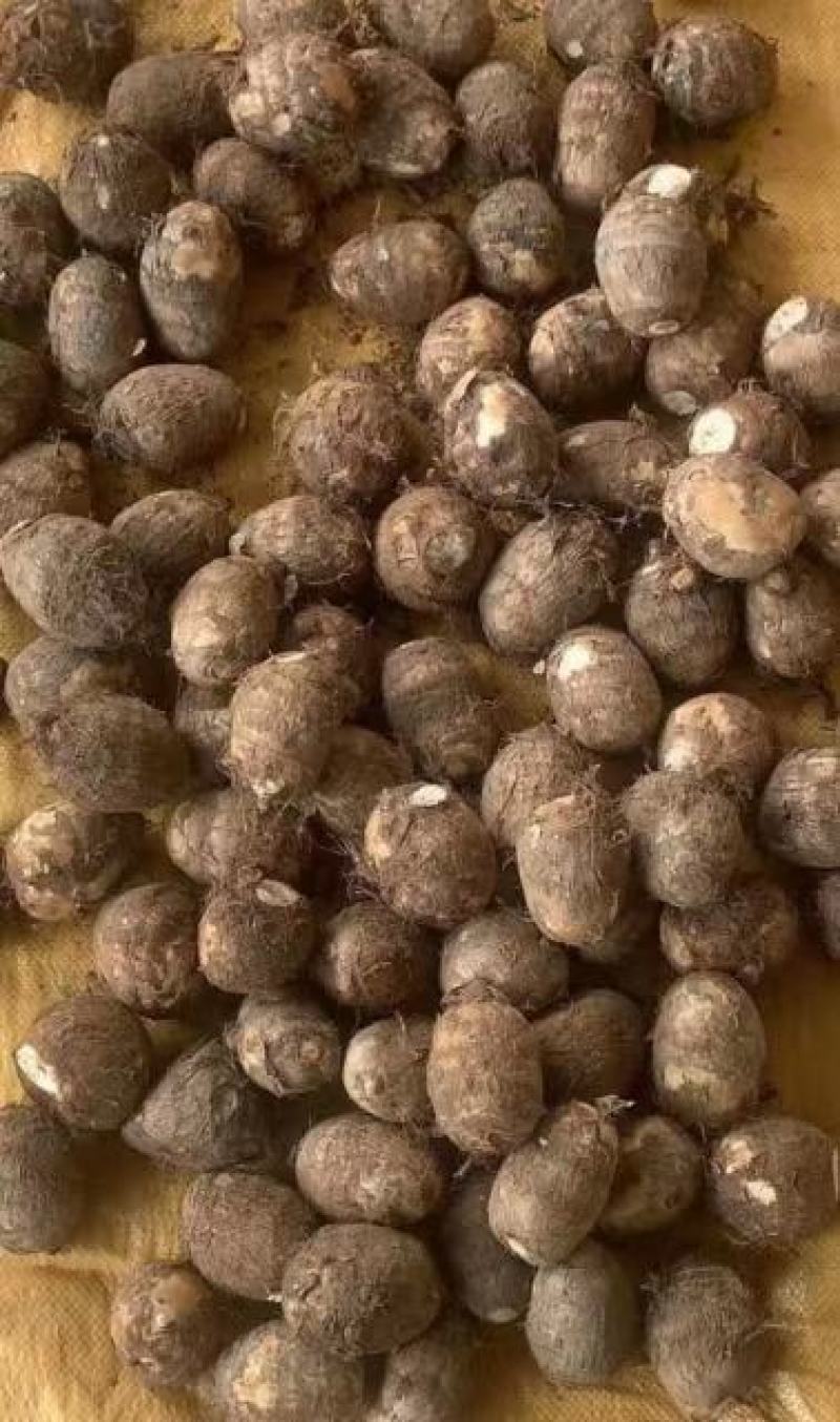 芋头香糯可口，个大饱满，耐运输，质量好，价格便宜