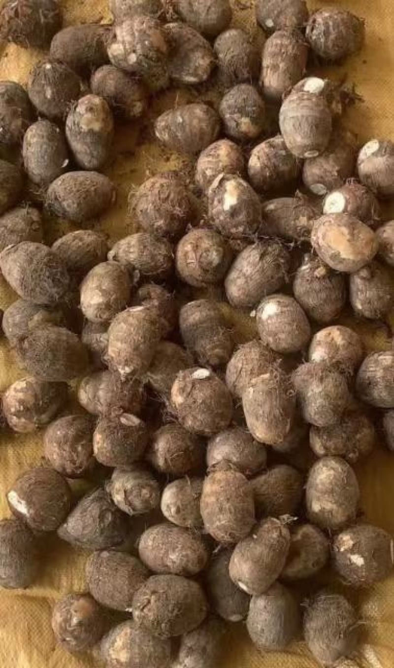 芋头香糯可口，个大饱满，耐运输，质量好，价格便宜