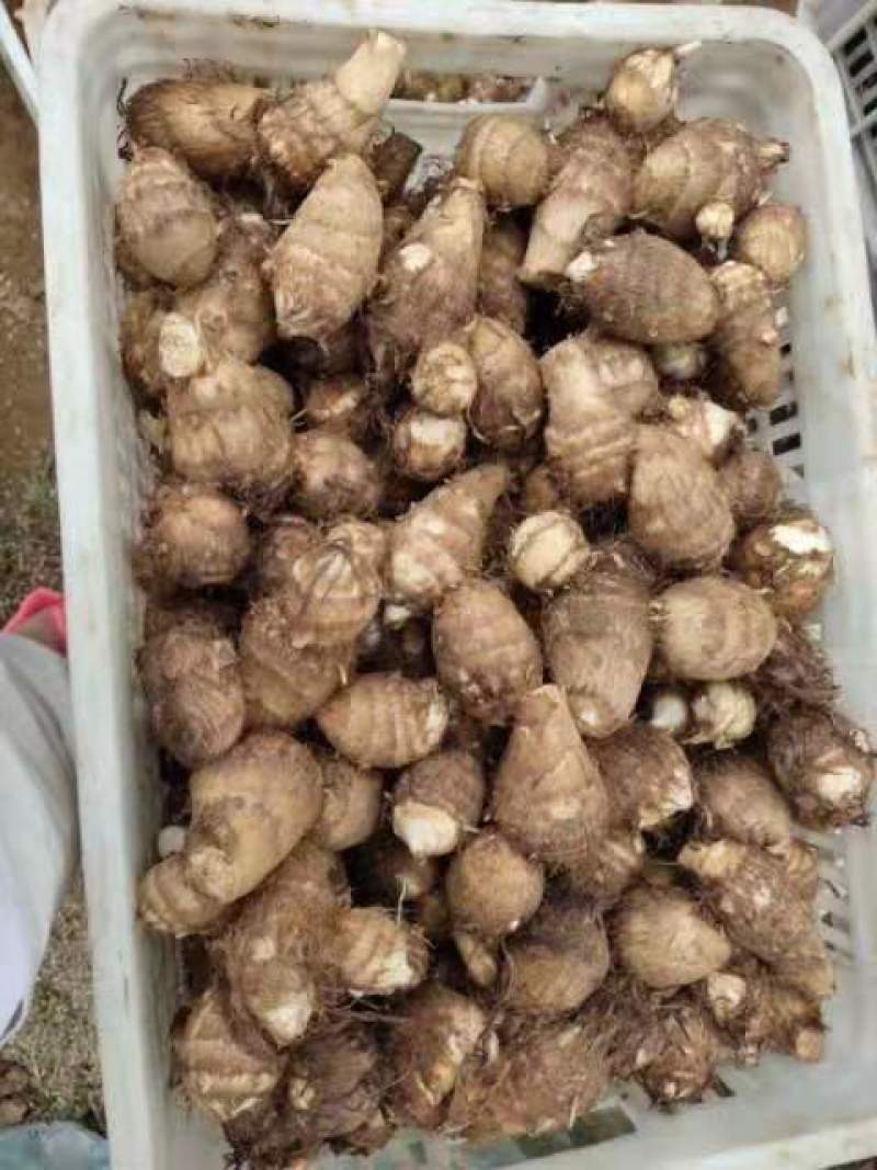 芋头香糯可口，个大饱满，耐运输，质量好，价格便宜