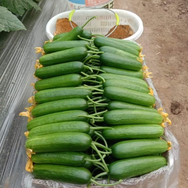 自己家种植的水果黄瓜脆甜现摘现发货全国包邮京东快递