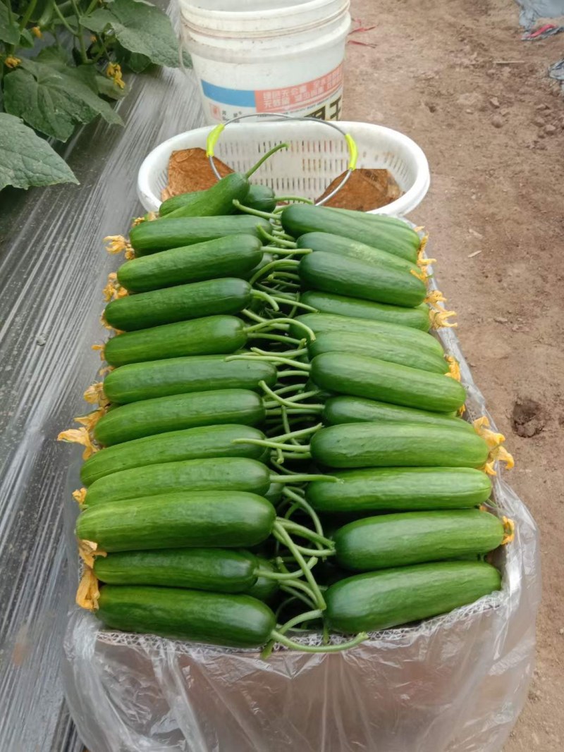 自己家种植的水果黄瓜脆甜现摘现发货全国包邮京东快递