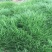 鼠茅草种子果园树林绿肥种子鼠茅草种子正品种子