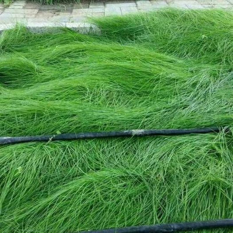 鼠茅草种子果园树林绿肥种子鼠茅草种子正品种子