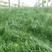 鼠茅草种子果园树林绿肥种子鼠茅草种子正品种子