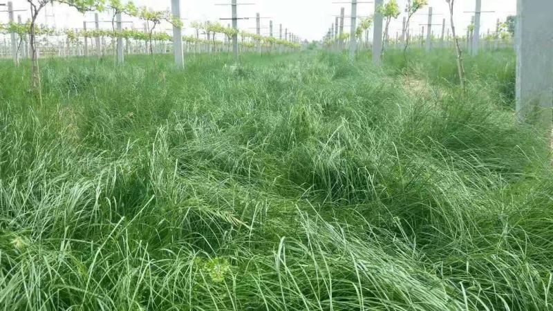 鼠茅草种子果园树林绿肥种子鼠茅草种子正品种子