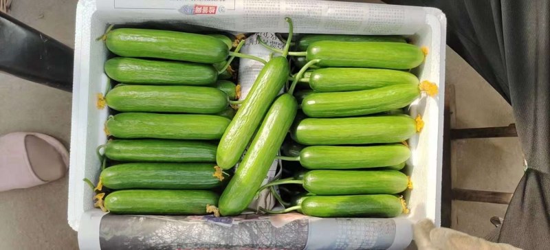 小游（精品水果黄瓜）脆甜现摘发现货全国包邮京东快递