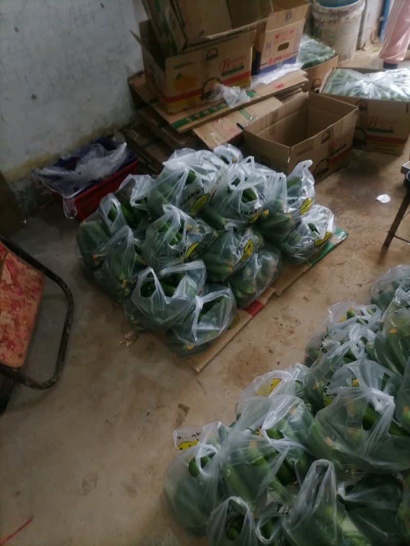 小游（精品水果黄瓜）脆甜现摘发现货全国包邮京东快递