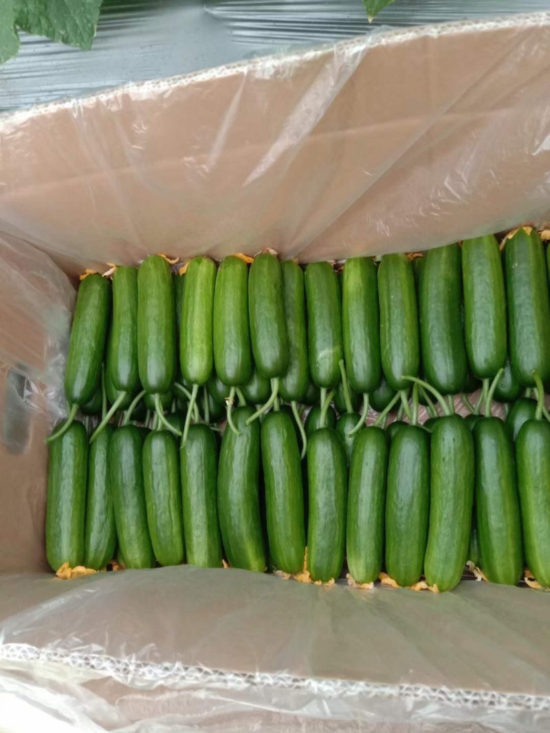 小游（精品水果黄瓜）脆甜现摘发现货全国包邮京东快递