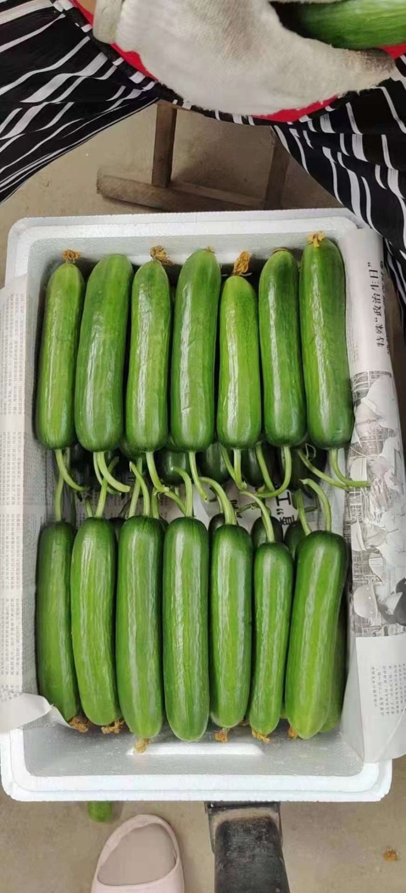 小游（精品水果黄瓜）脆甜现摘发现货全国包邮京东快递