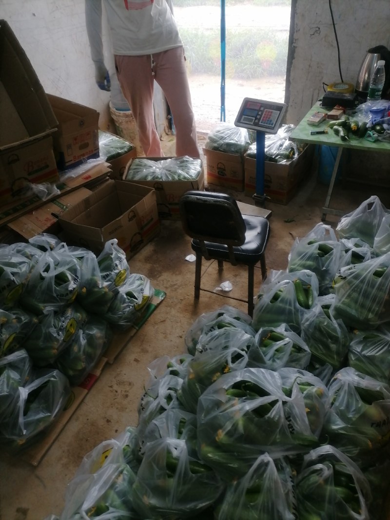 小游（精品水果黄瓜）脆甜现摘发现货全国包邮京东快递