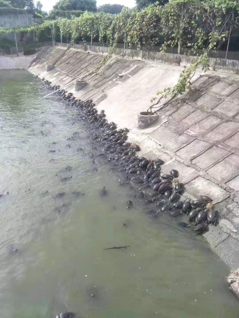 广东养殖场出售外池冷水养殖成熟中华草龟公
