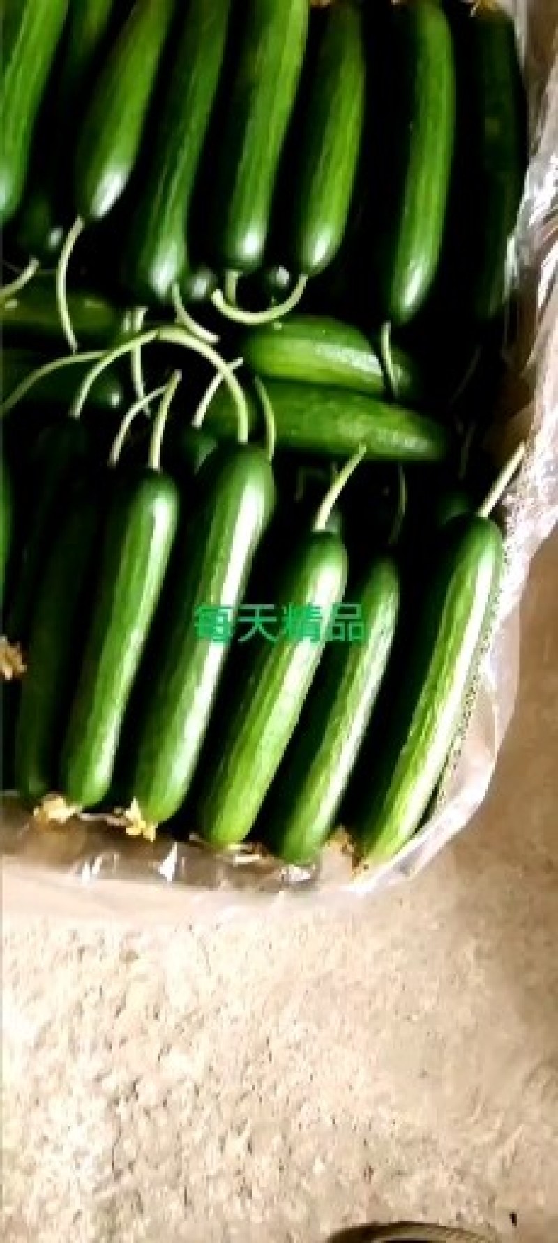 小游（精品水果黄瓜）脆甜现摘发现货全国包邮京东快递