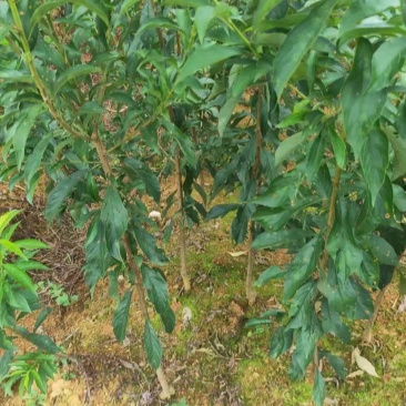蜂糖李子苗嫁接苗原生苗四月李苗原产地直发