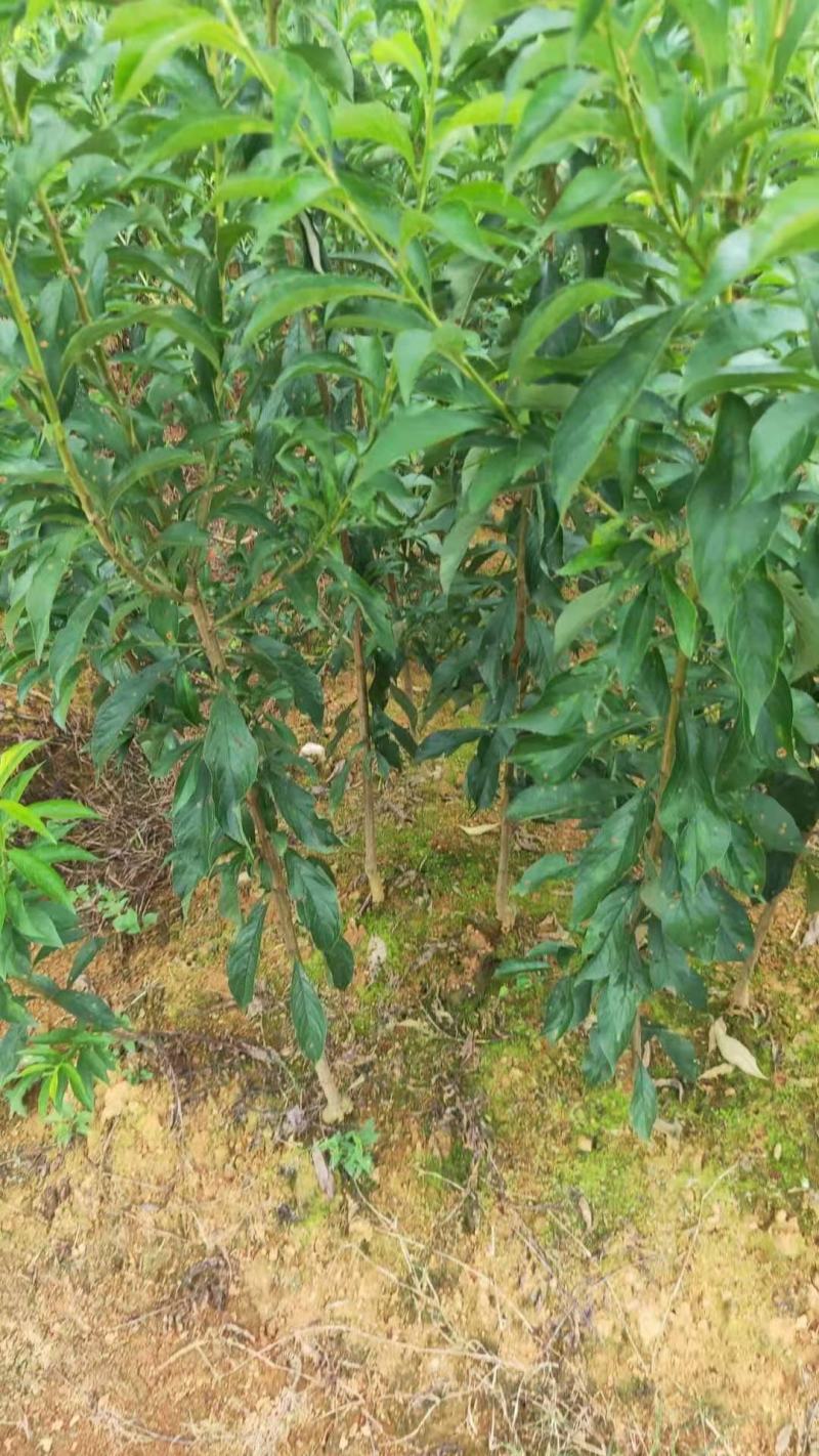 蜂糖李子苗嫁接苗原生苗四月李苗原产地直发