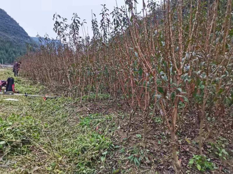 蜂糖李子苗嫁接苗原生苗四月李苗原产地直发