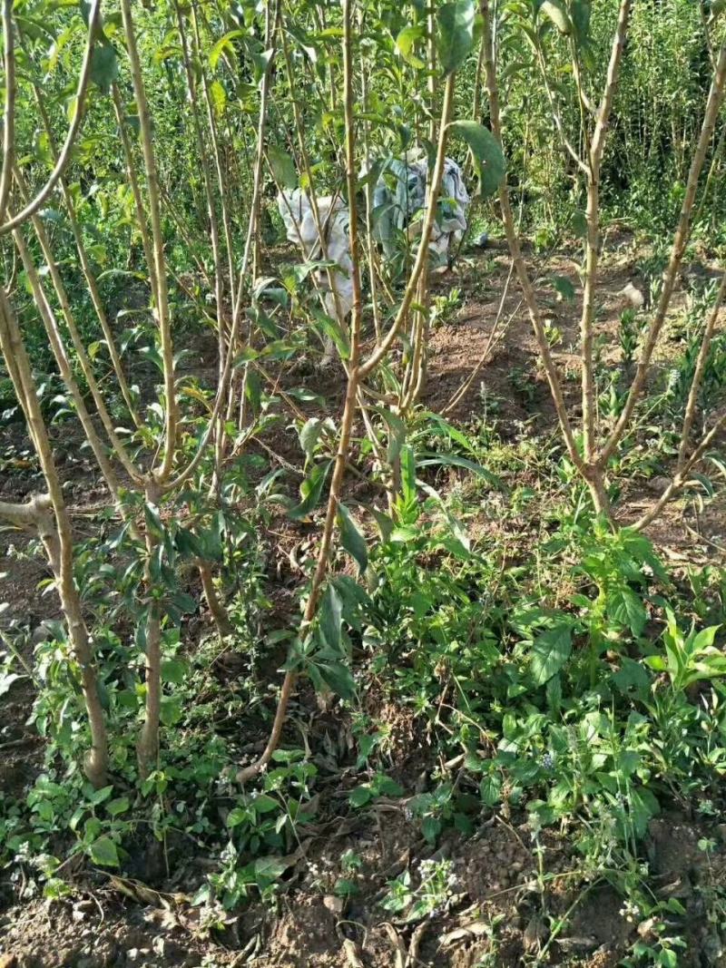 蜂糖李子苗嫁接苗原生苗四月李苗原产地直发