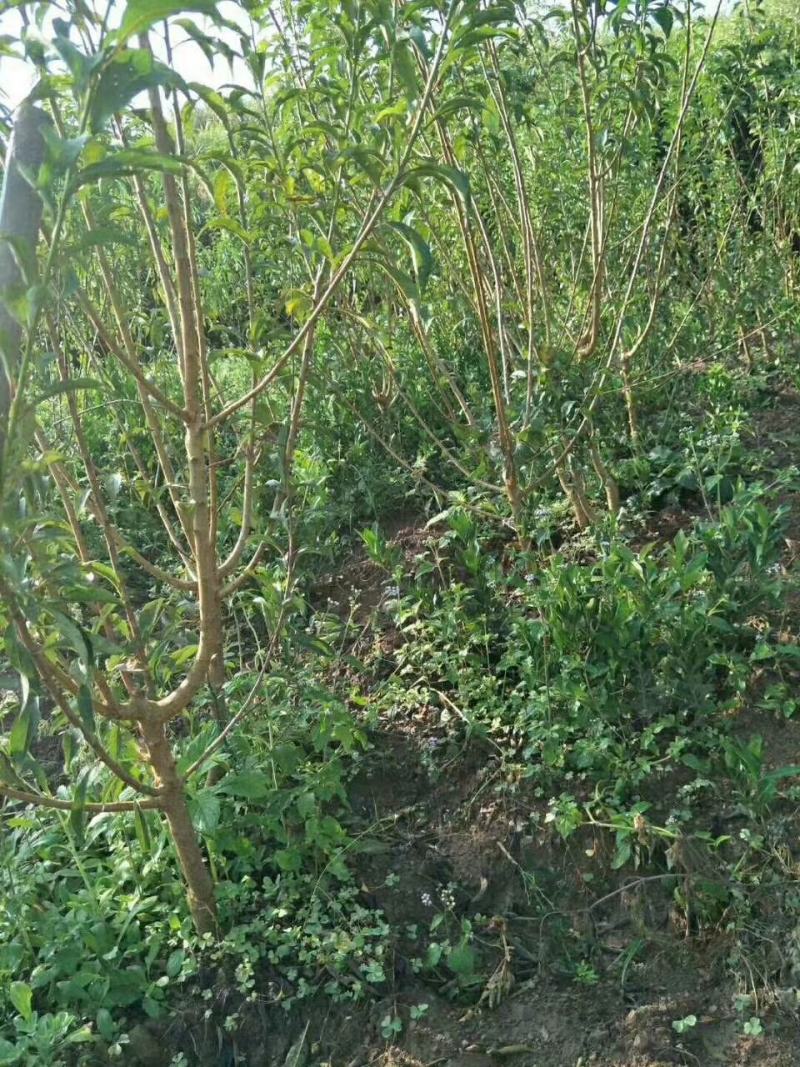 蜂糖李子苗嫁接苗原生苗四月李苗原产地直发