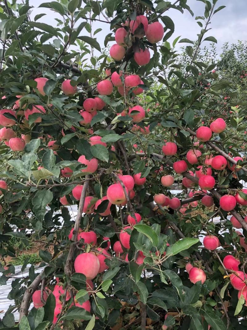 绥中县精品优质红嘎啦苹果产地直发个头大皮码好