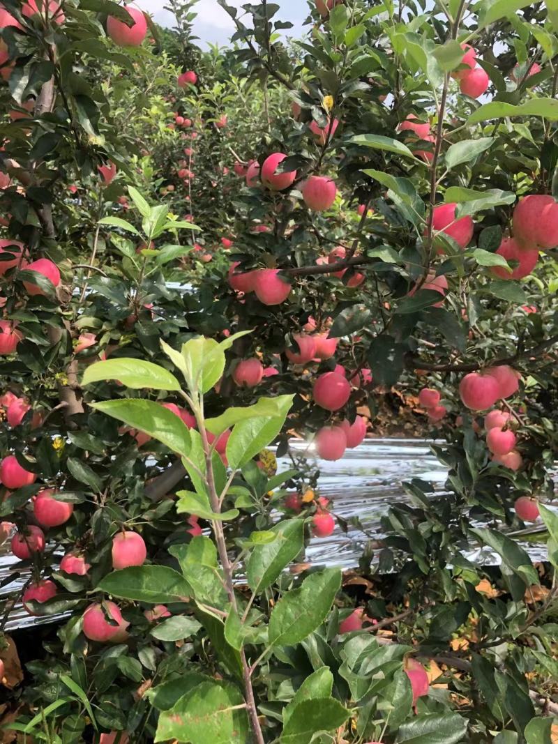 绥中县精品优质红嘎啦苹果产地直发个头大皮码好