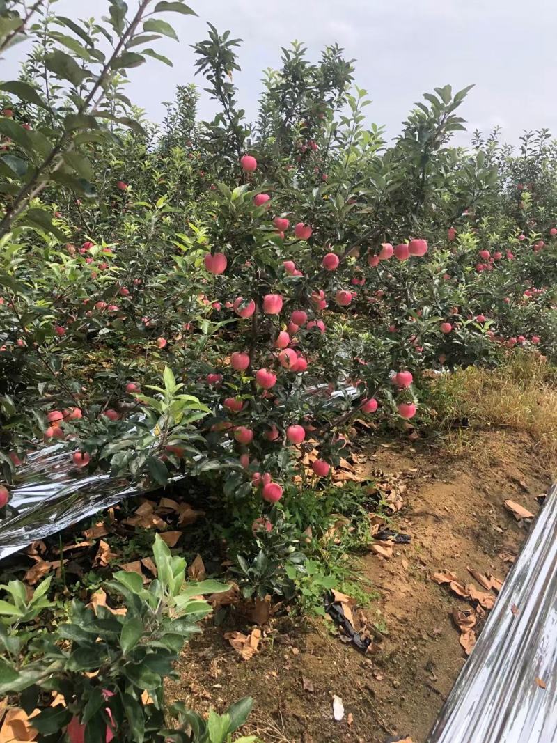 绥中县精品优质红嘎啦苹果产地直发个头大皮码好