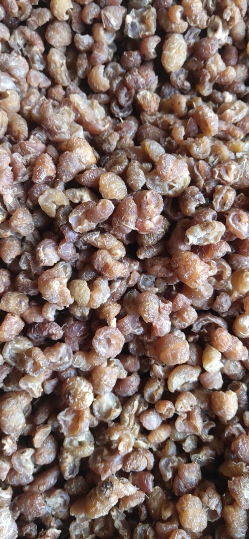云南滇橄榄（余甘子）产地直供鲜货供应量大从优