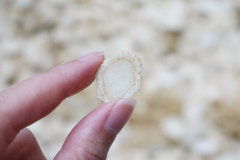 广州人1.2cm花旗参片