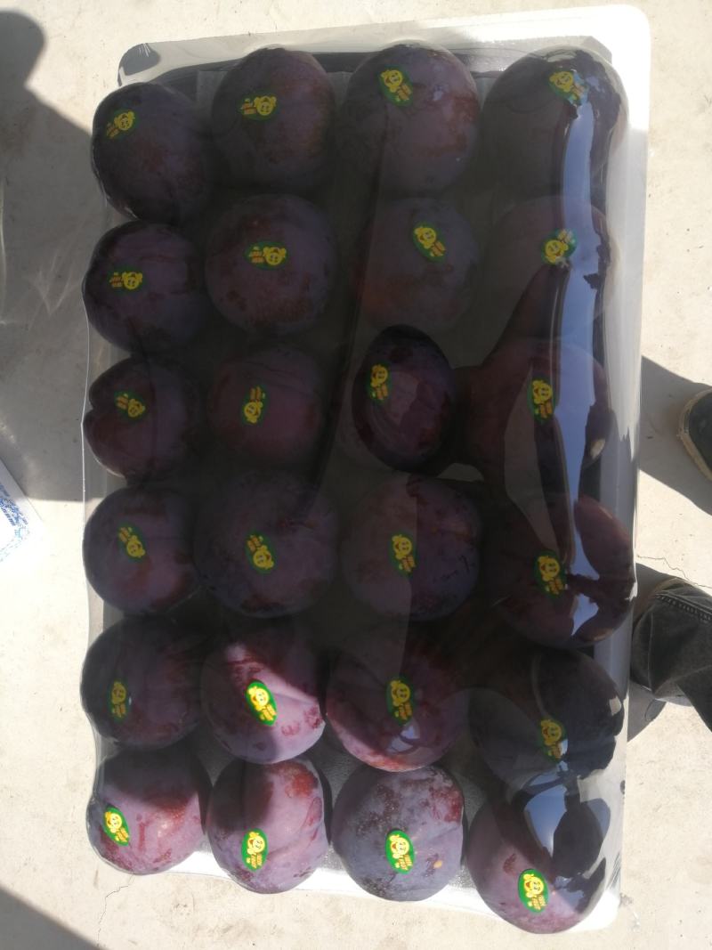 辽南万丰果业黑布林大量上市中质量好大量有货全国发货