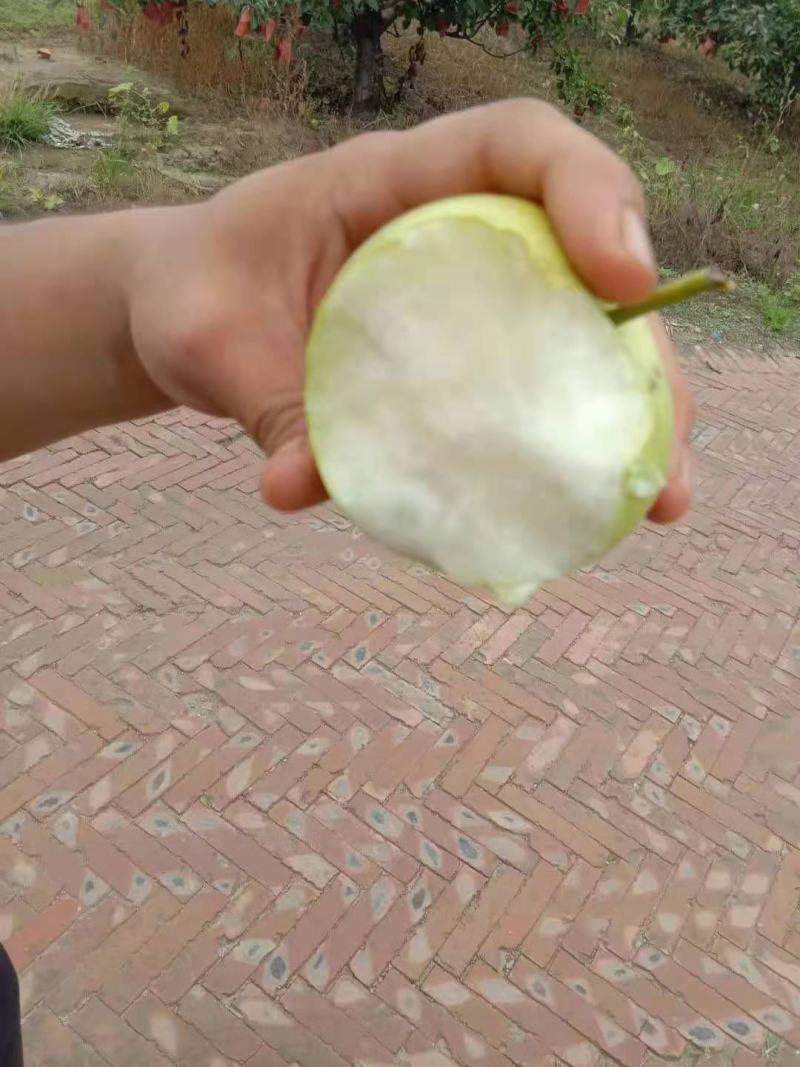 雄县皇冠梨