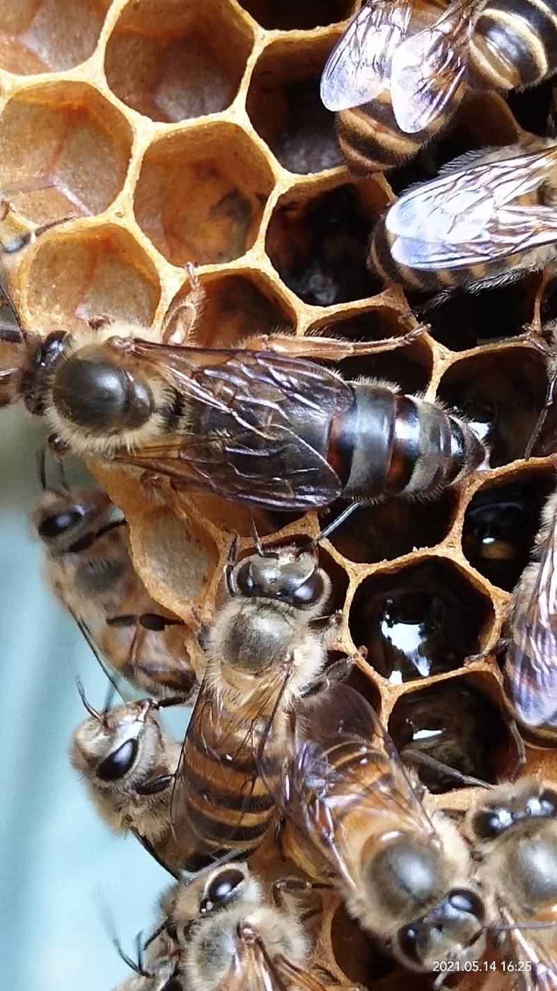 中蜂活体蜂群蜂王笼蜂，子脾蜂群带王带箱蜂群（以下单为准）