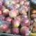 请说一亩田看到的美八🍎苹果产地直销量大价格低质量好！