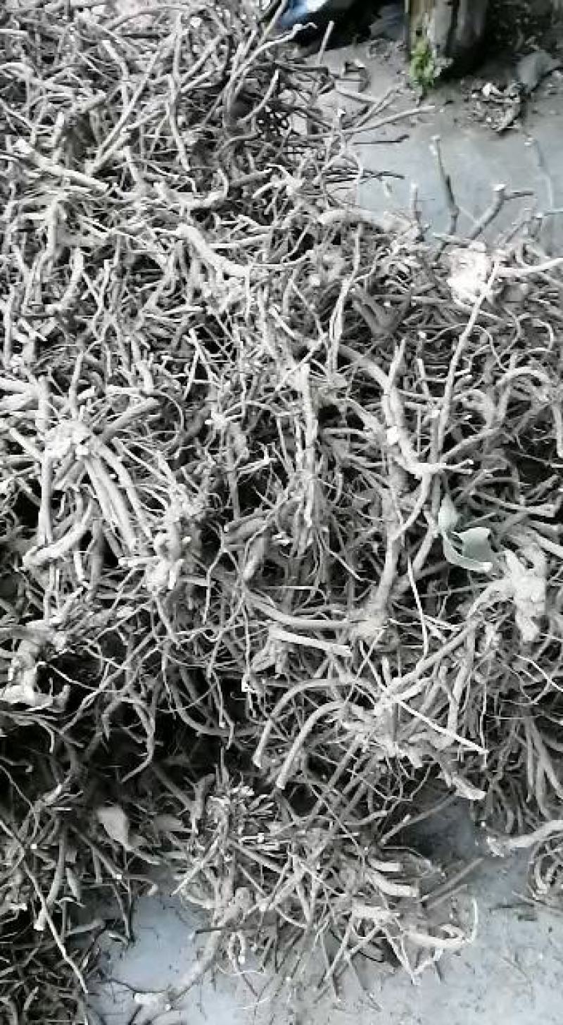 长期供应（山白芷）白面风、毛老虎、土白芷、山芷梅、