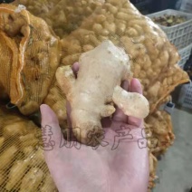 【优选】山东姜母批发产地大量供应提供清洗加工电商包装