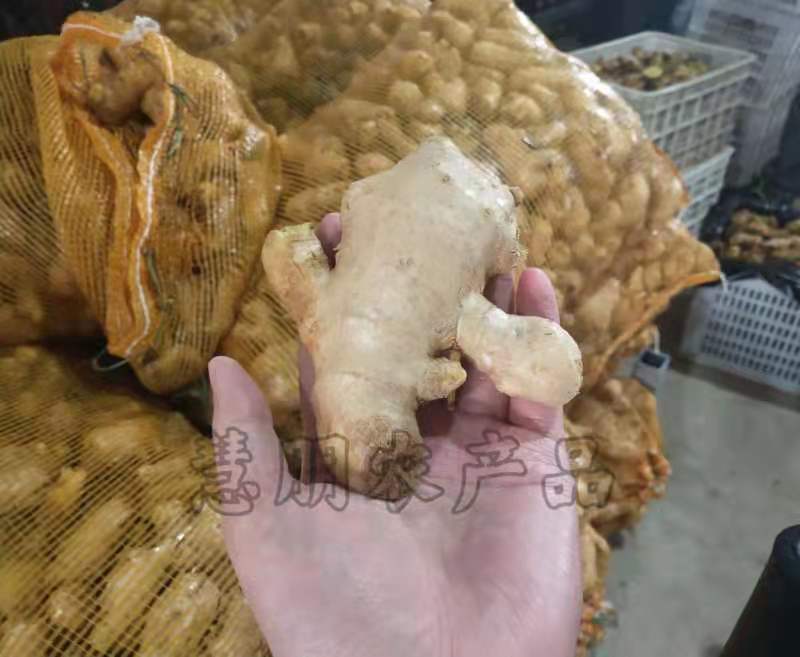 【优选】山东姜母批发产地大量供应提供清洗加工电商包装
