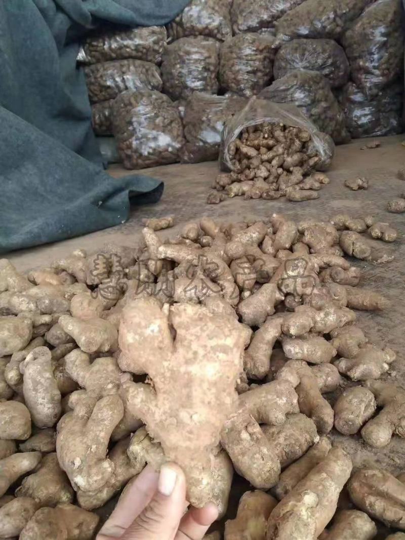【优选】山东姜母批发产地大量供应提供清洗加工电商包装