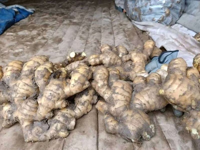 【优选】山东姜母批发产地大量供应提供清洗加工电商包装