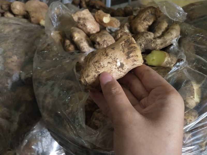 【优选】山东姜母批发产地大量供应提供清洗加工电商包装