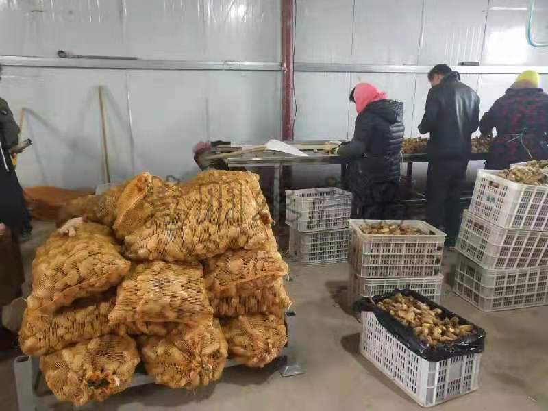 【优选】山东姜母批发产地大量供应提供清洗加工电商包装