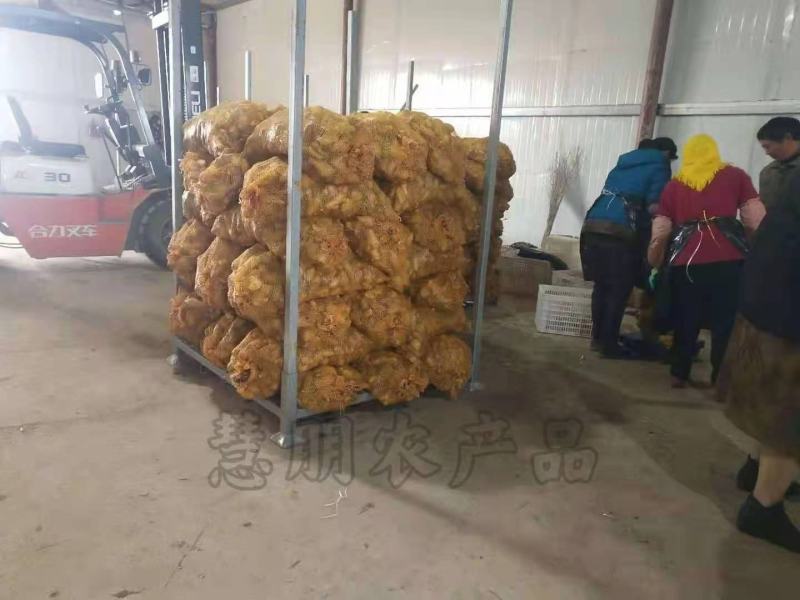 【优选】山东姜母批发产地大量供应提供清洗加工电商包装