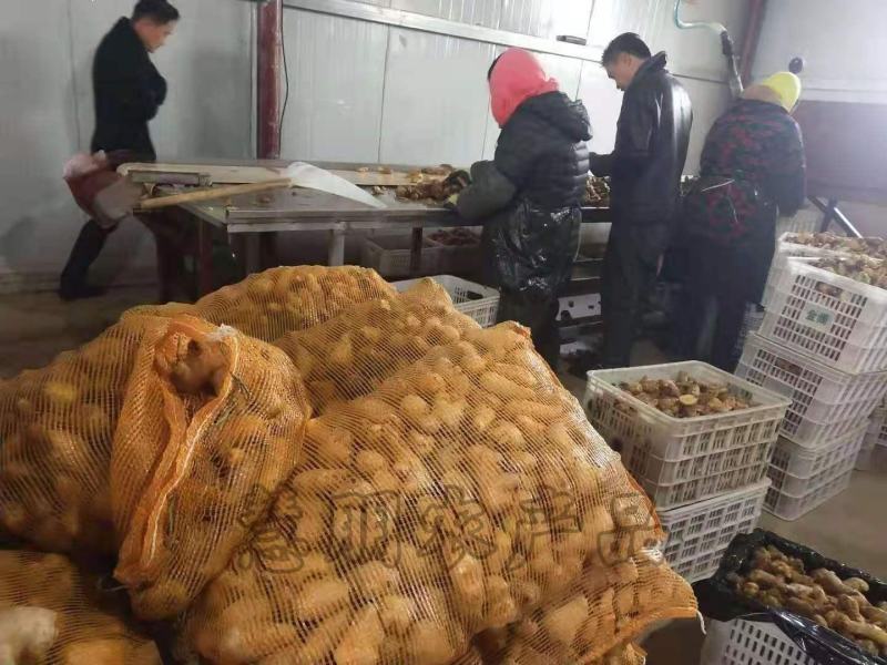 【优选】山东姜母批发产地大量供应提供清洗加工电商包装